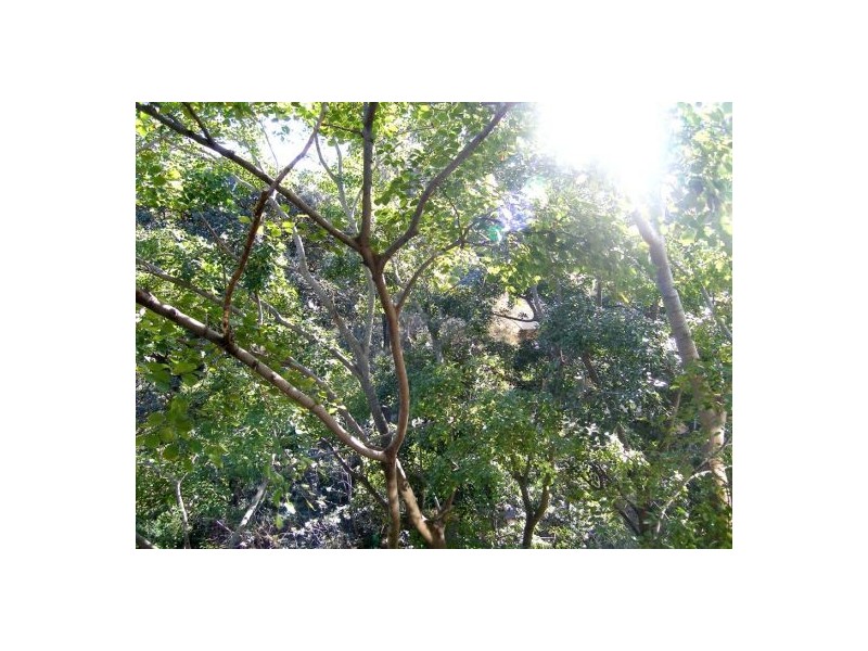 509-10 NEW MACLEAN STREET, Edgecliff NSW 2027