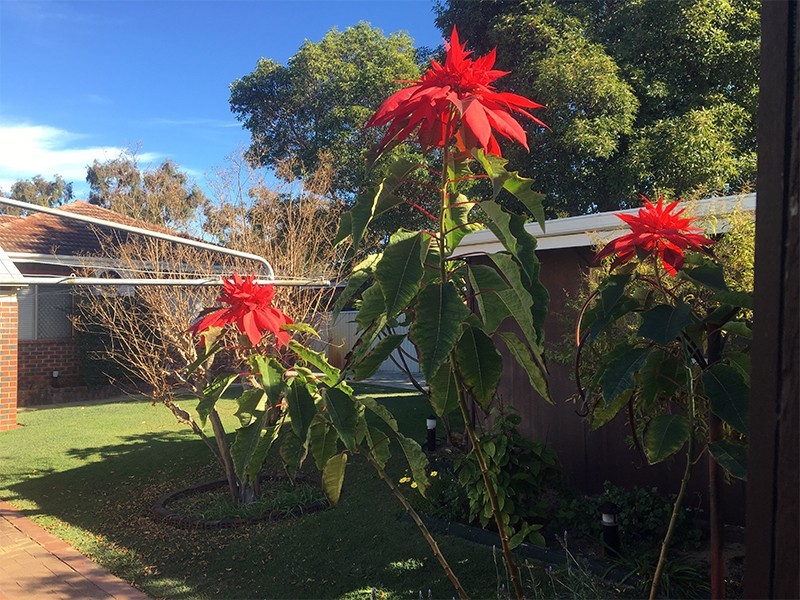 82 Birdwood Street, Innaloo WA 6018