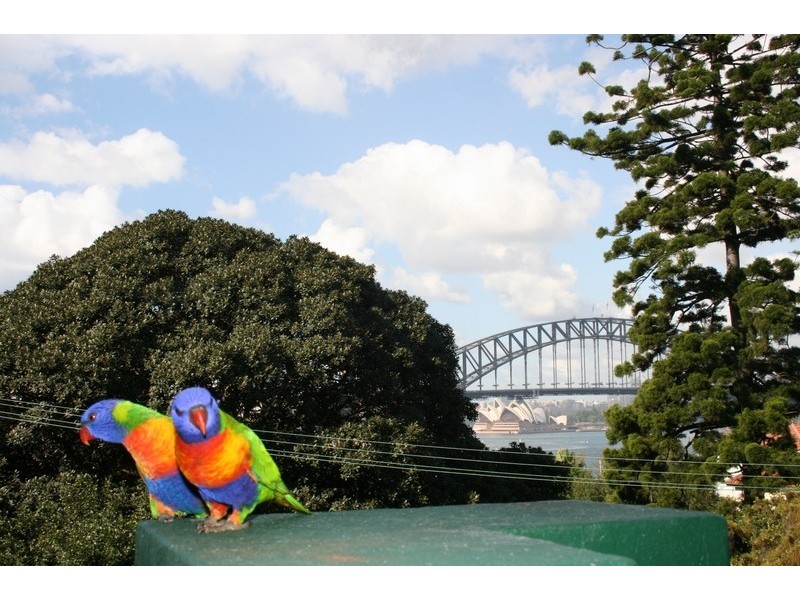 46 Waiwera St, Mcmahons Point NSW 2060