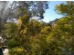 66 Shirley Rd, Wollstonecraft NSW 2065