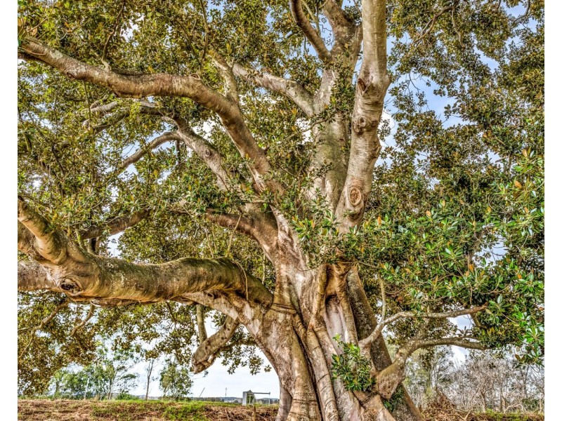 78 Morris Road, Phoenix Park NSW 2321