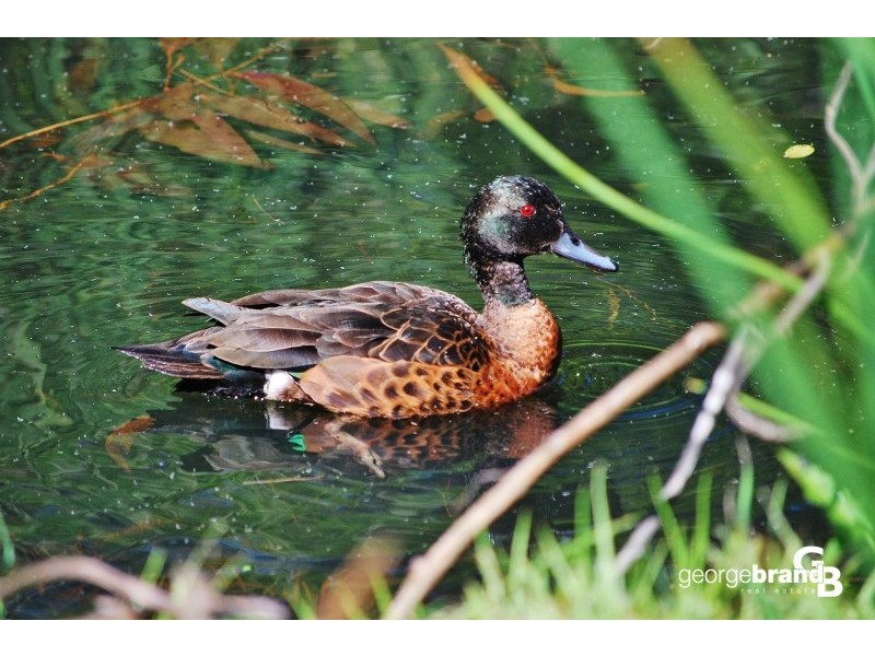 7 Barclay Close, Kariong NSW 2250