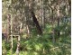 53 Glenworth Valley Road, Wendoree Park NSW 2250