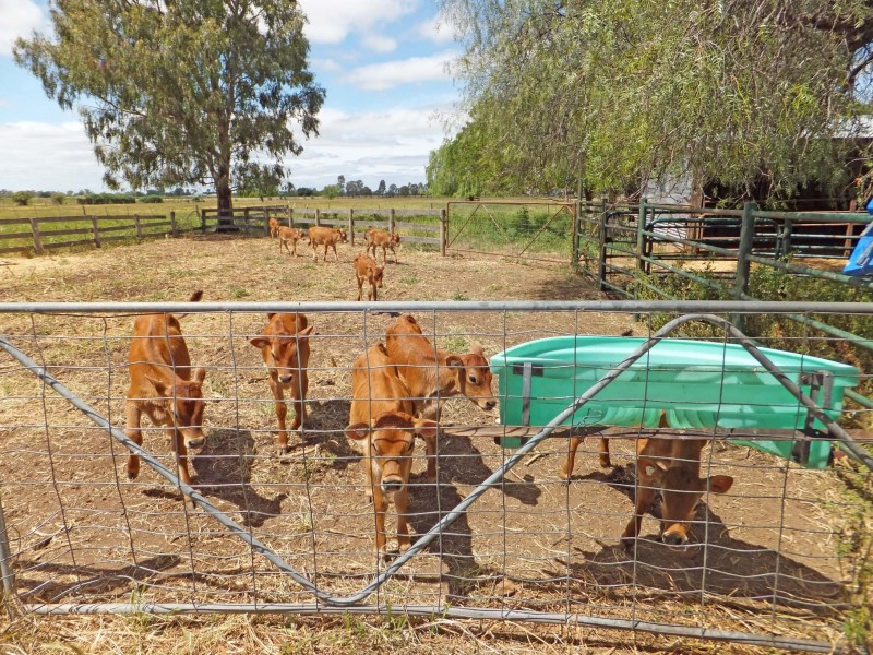 30 Morrissey Street, Merrigum VIC 3618