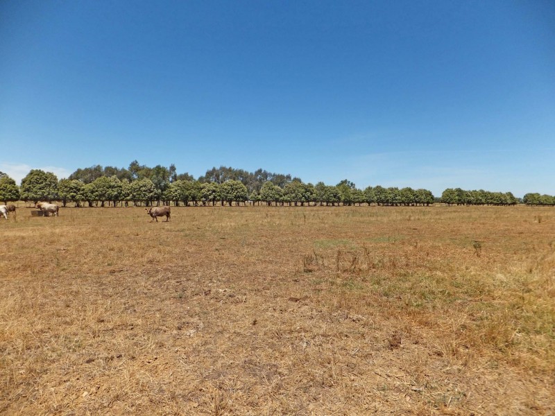 695 Andrews Road, Kyabram South VIC 3620