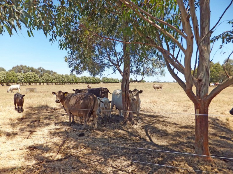 695 Andrews Road, Kyabram South VIC 3620