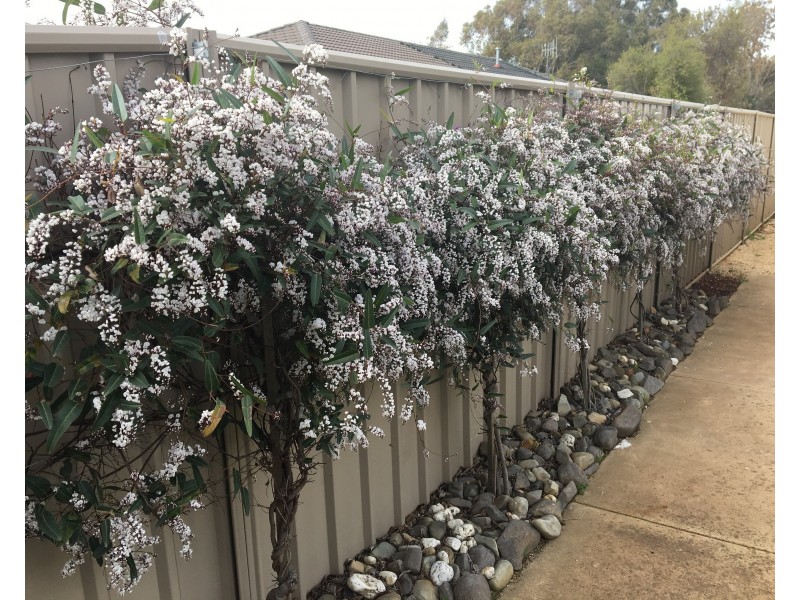 1/346 Allan Street, Kyabram VIC 3620