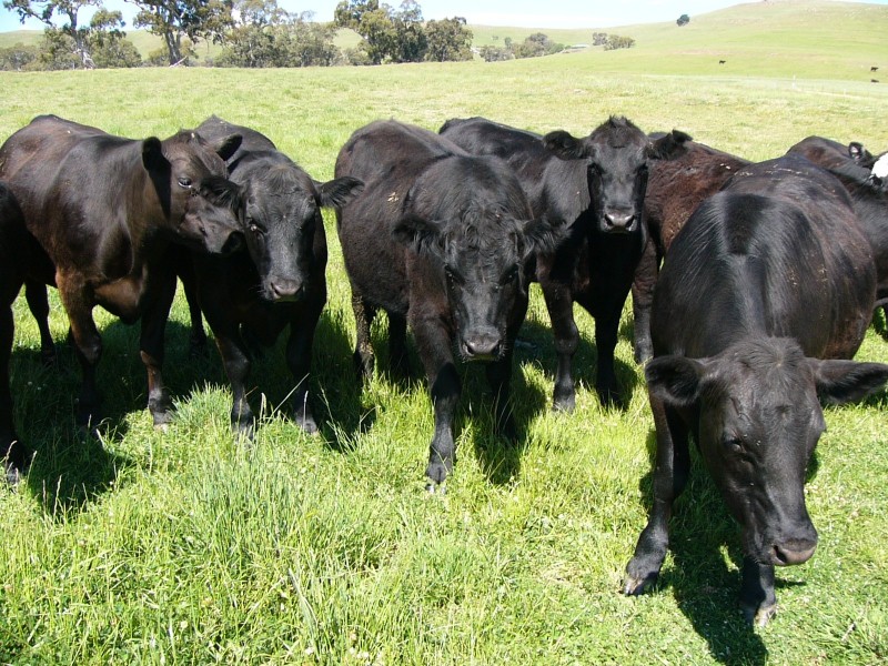 585 Kilmuir Lane, Mansfield VIC 3722