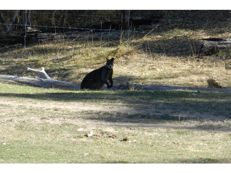 - O’Dea Road South, Tatong VIC 3673