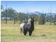 821 Howes Creek Road, Mansfield VIC 3722