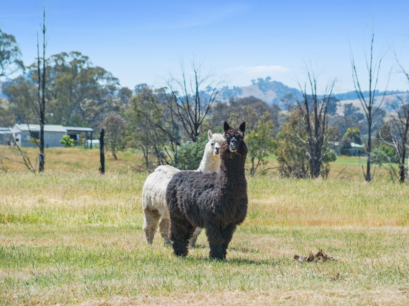821 Howes Creek Road, Mansfield VIC 3722
