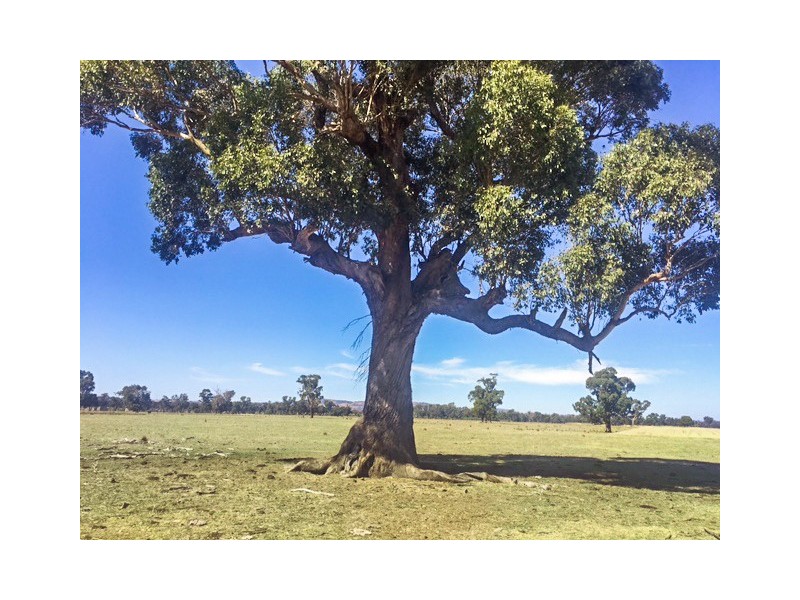 Tabilk-Monea Road, Avenel VIC 3664