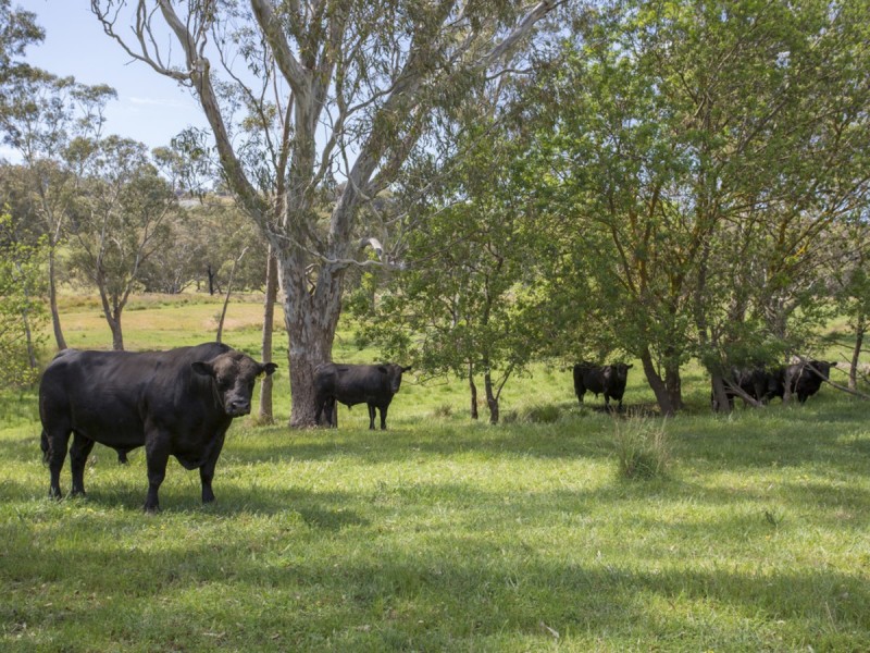 405 Oak Valley Road, Longwood VIC 3665