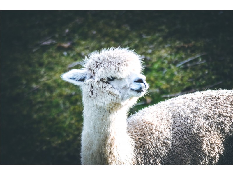 133 Gonzaga Lane, Merrijig VIC 3723