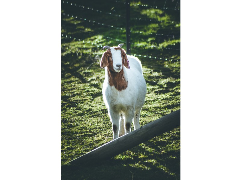 133 Gonzaga Lane, Merrijig VIC 3723