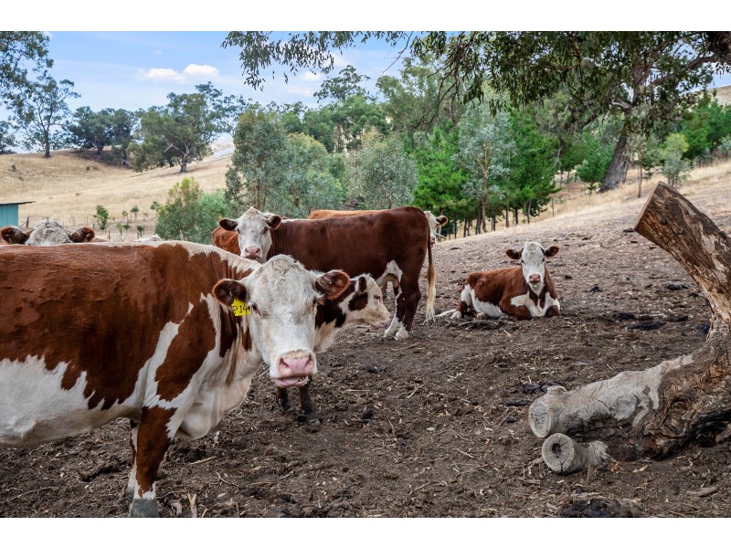 116 Kiernans Road, Bonnie Doon VIC 3720