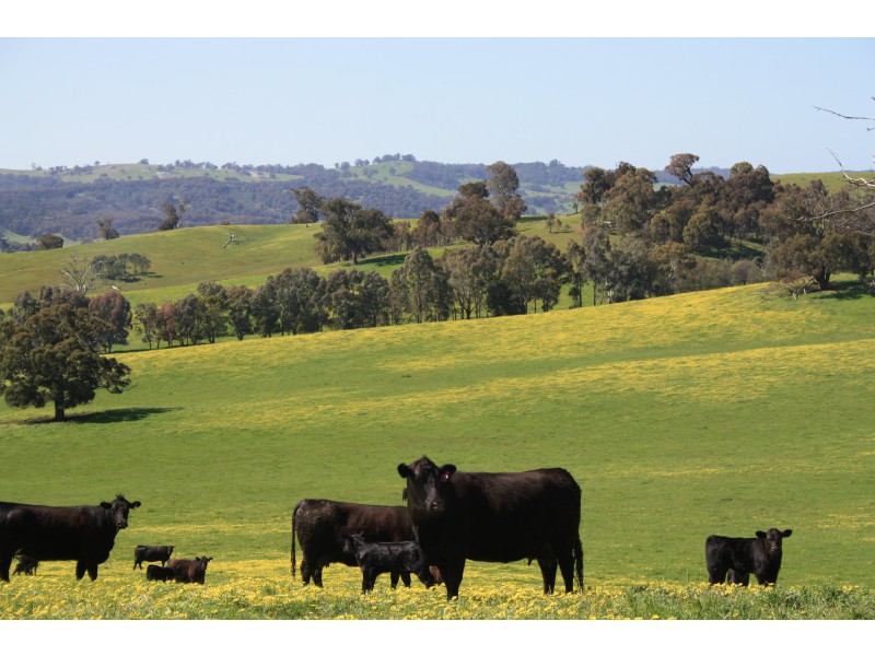 Macklins Road, Merton VIC 3715