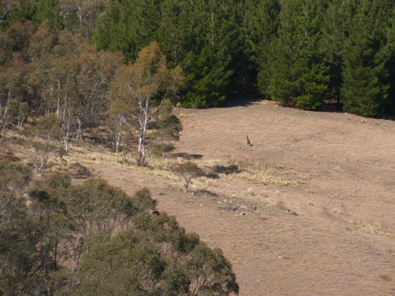 1628 Jerangle Road, Anembo NSW 2621