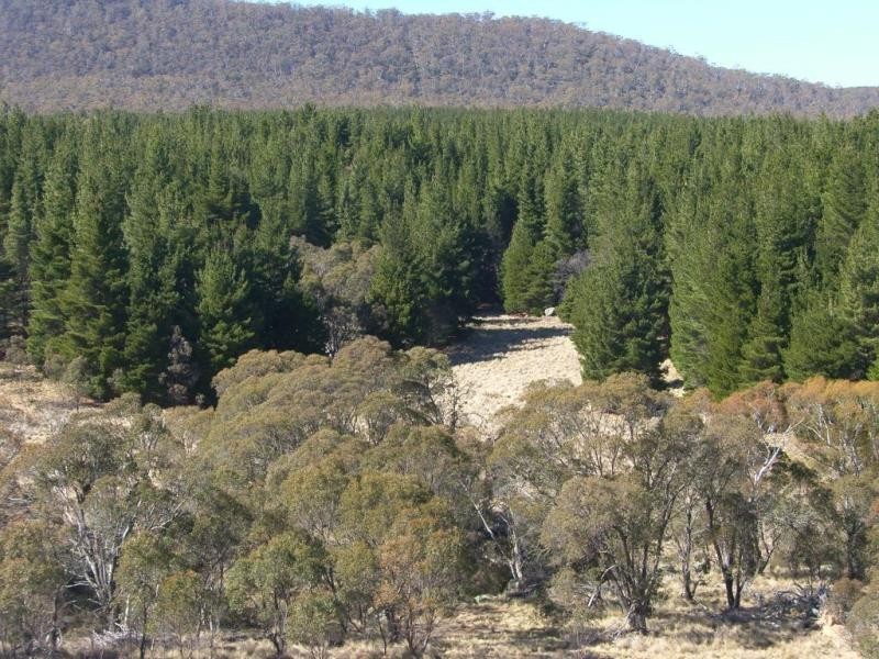 1628 Jerangle Road, Anembo NSW 2621