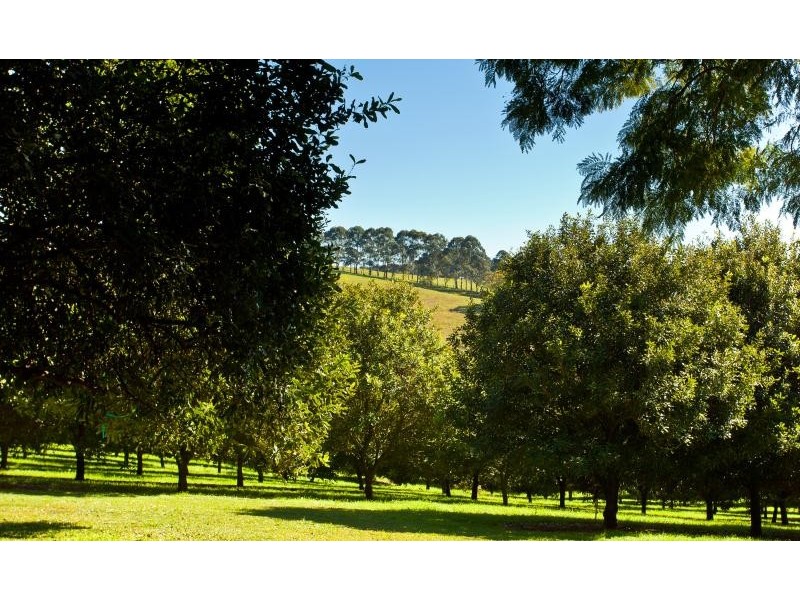 427 Friday Hut Road, Brooklet NSW 2479