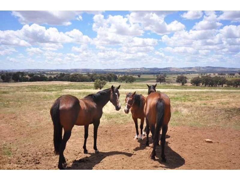 841 Big Springs Rd, Big Springs NSW 2650