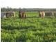 Laidley QLD 4341