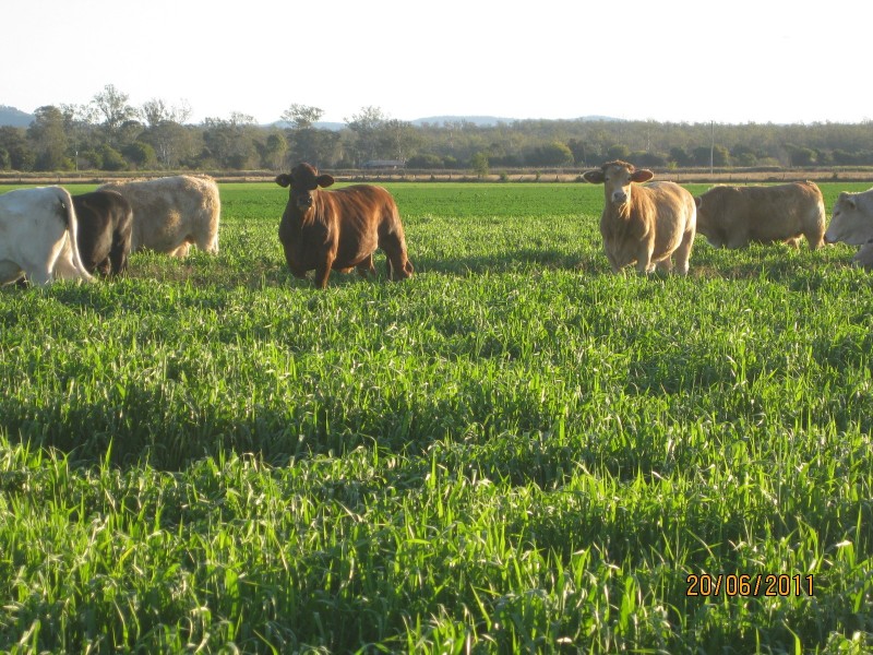 Laidley QLD 4341