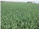 Laidley QLD 4341