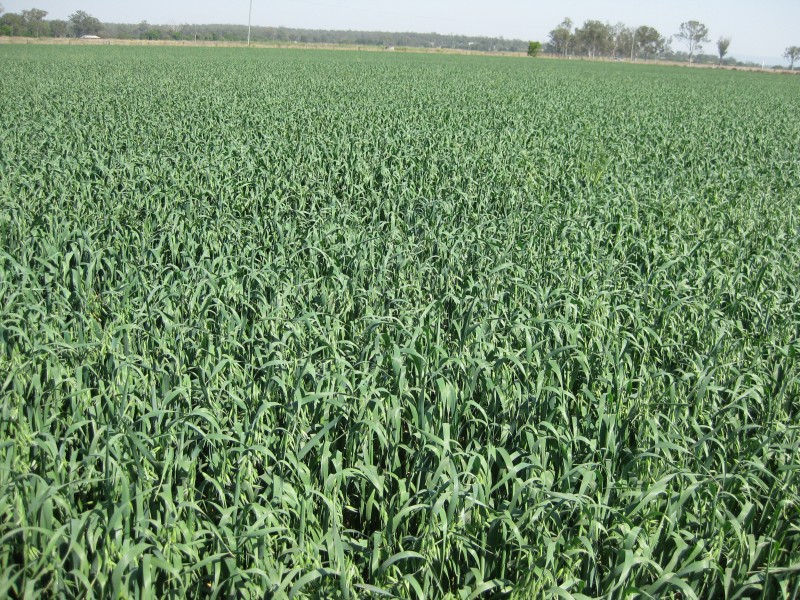 Laidley QLD 4341