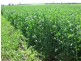 Laidley QLD 4341