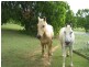 Laidley Heights QLD 4341