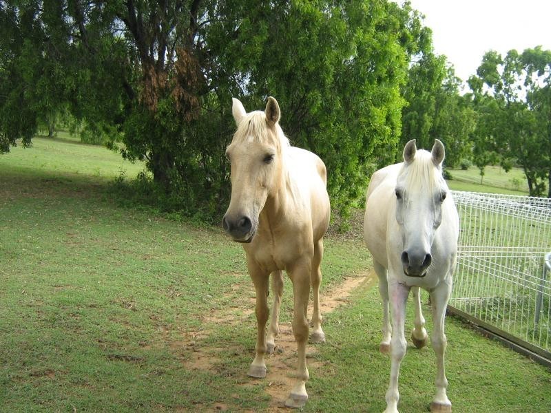 Laidley Heights QLD 4341