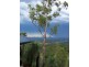 Laidley QLD 4341