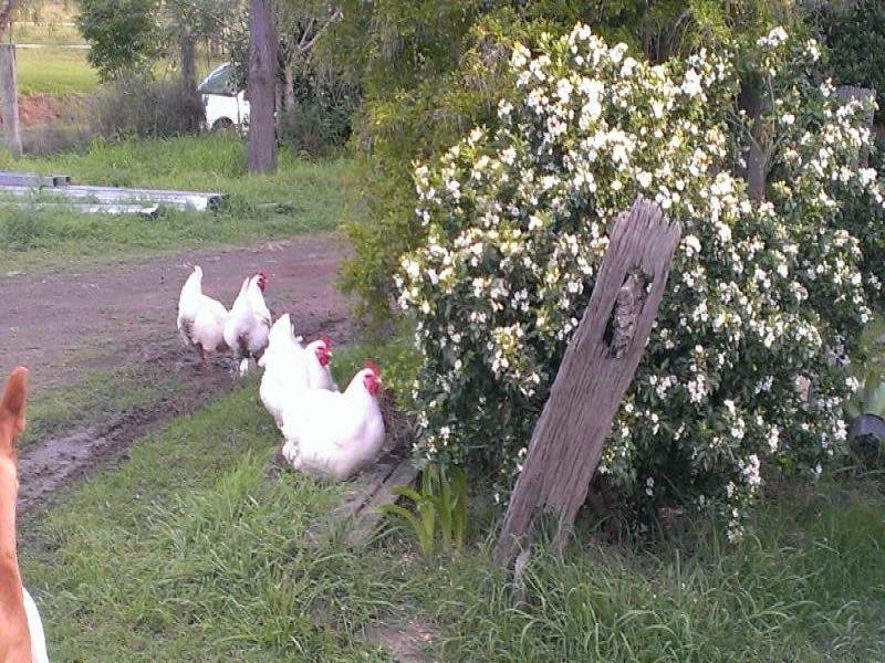 Summerholm QLD 4341