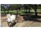 Blenheim QLD 4341