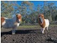 73 Thomas st, Dulcot TAS 7025