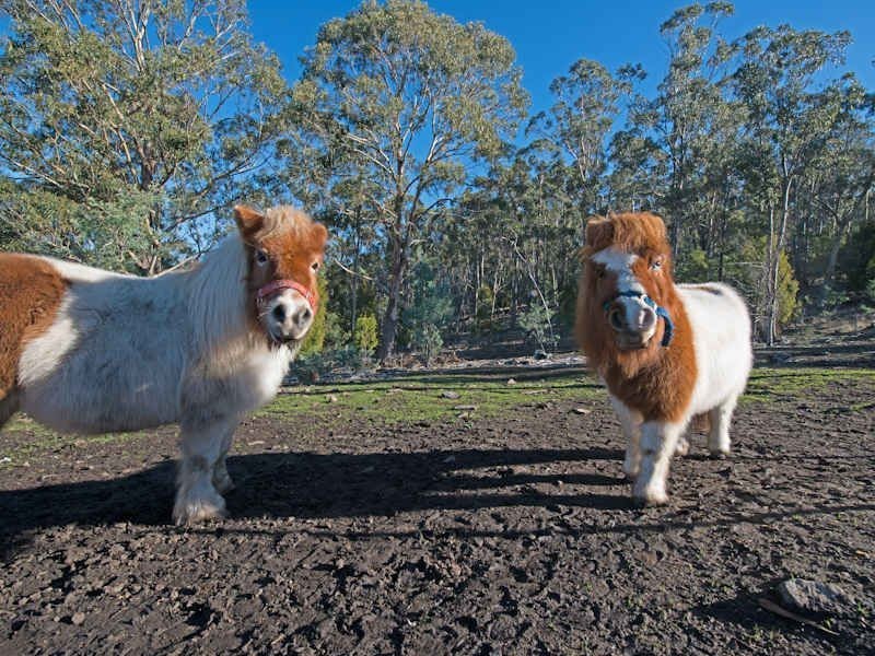 73 Thomas st, Dulcot TAS 7025
