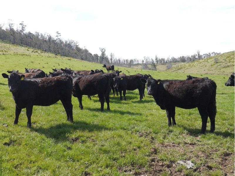 5060 Tasman Highway, Buckland TAS 7190