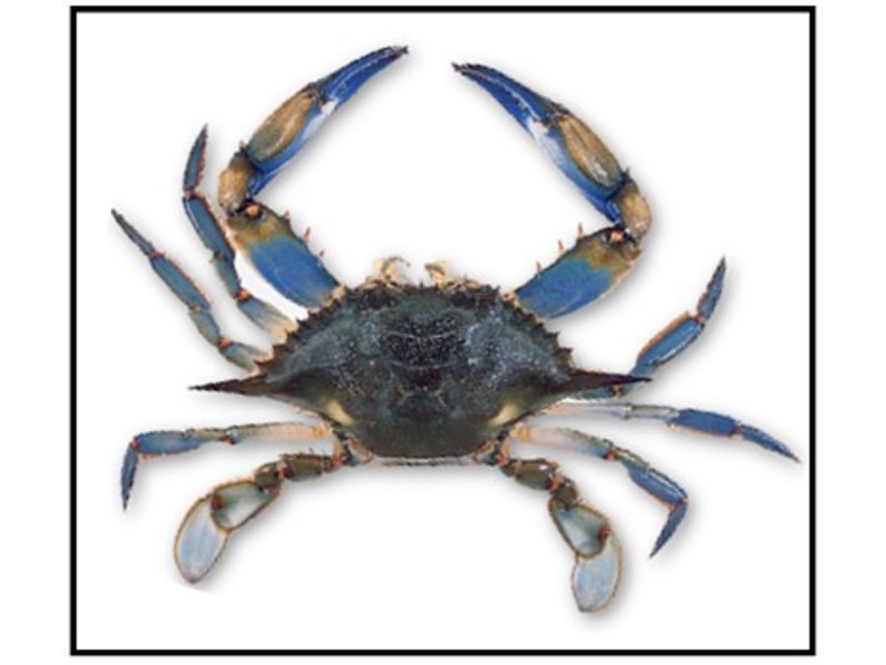 Lot # 24, 8 Sandpiper Drive, Thompson Beach SA 5501