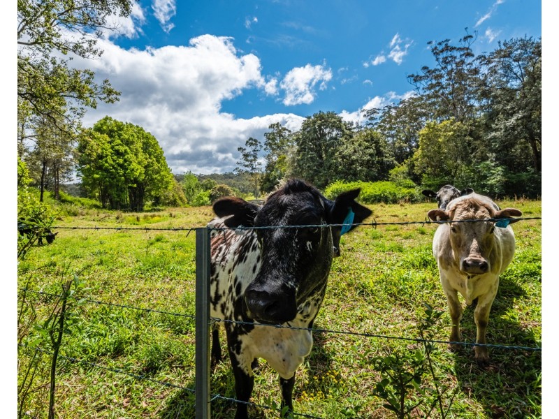 129 The Ridgeway, Lisarow NSW 2250