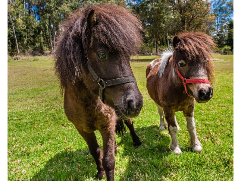 129 The Ridgeway, Lisarow NSW 2250