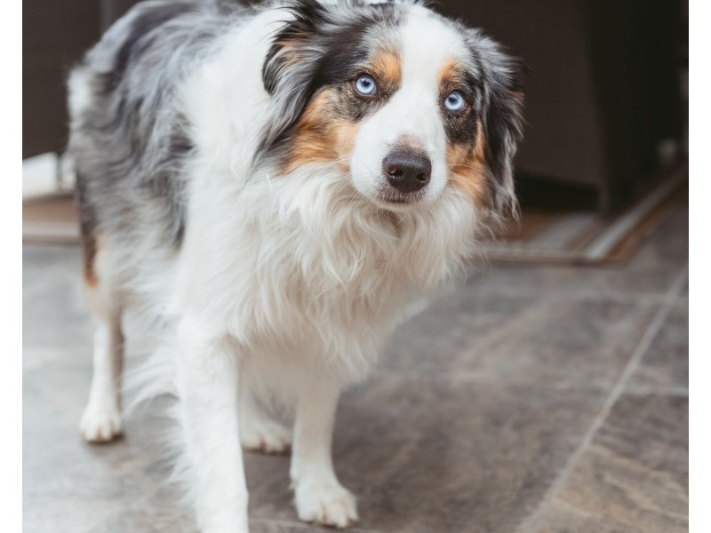 1 Benham Avenue, Wyoming NSW 2250