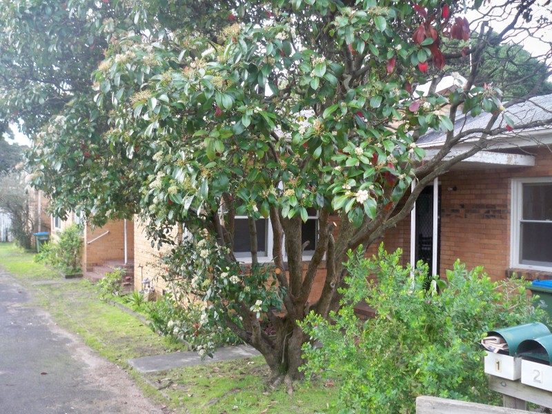 1/6 McCombe Street, Rosebud VIC 3939
