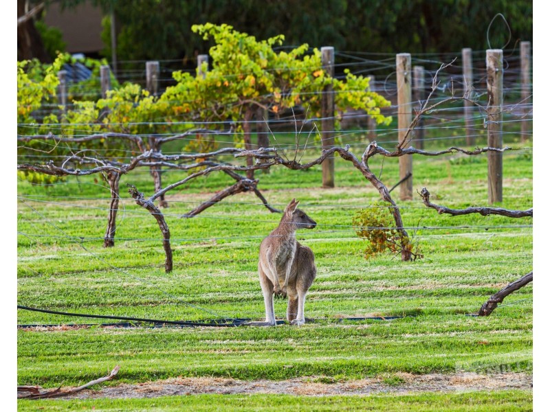790 Arthurs Seat Road, Arthurs Seat VIC 3936