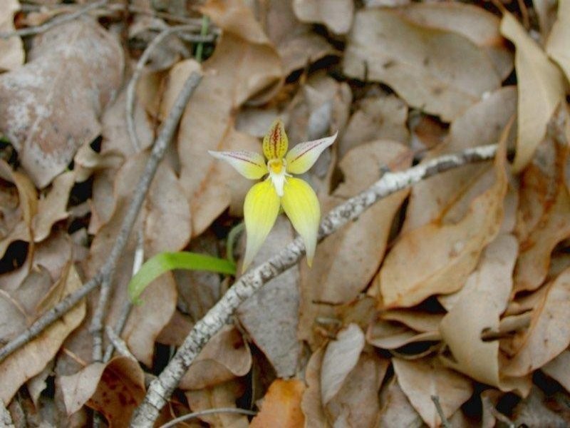17 Cockatoo Drive, Nannup WA 6275