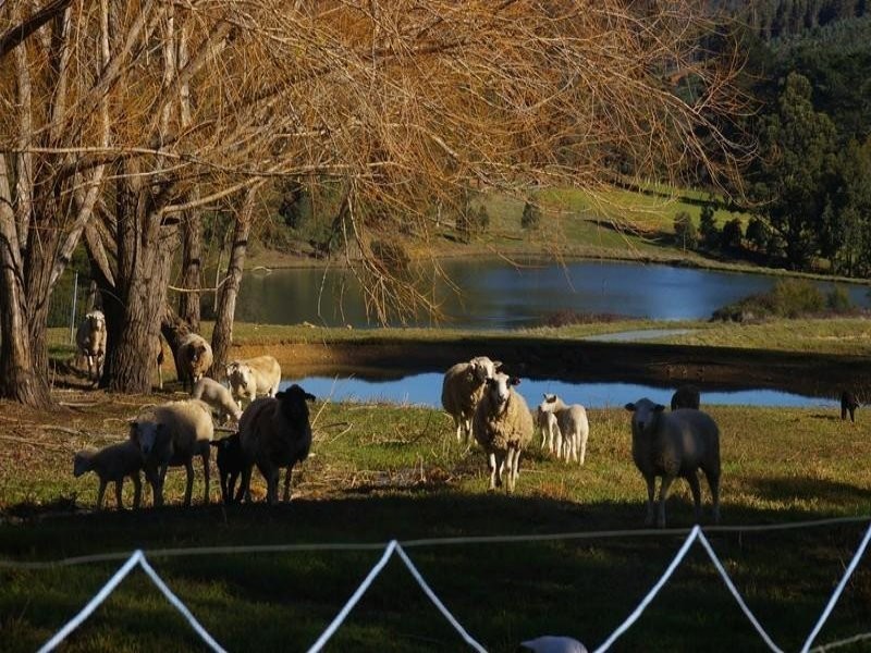 Lot 2 Gold Gully Road, Nannup WA 6275