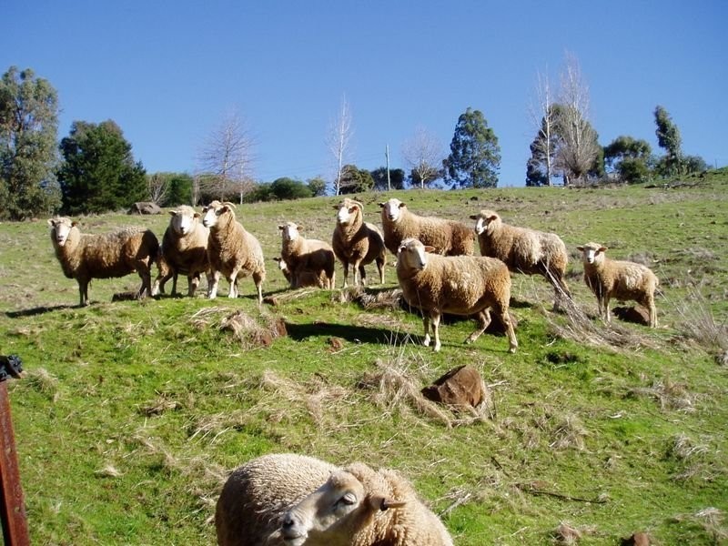 14 Chevis Court, Bridgetown WA 6255