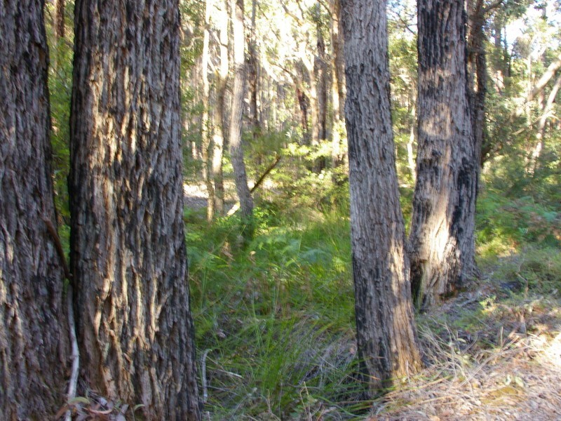 11189 Mount Lewin Loop Road, Nannup WA 6275