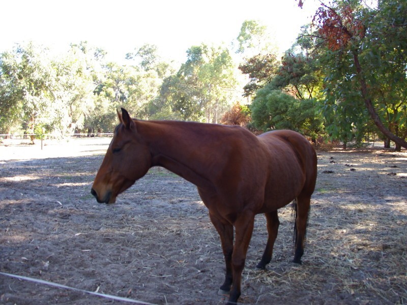 12 Dean Road, Nannup WA 6275