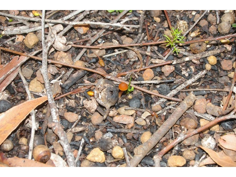 10 Johnston Road, Nannup WA 6275